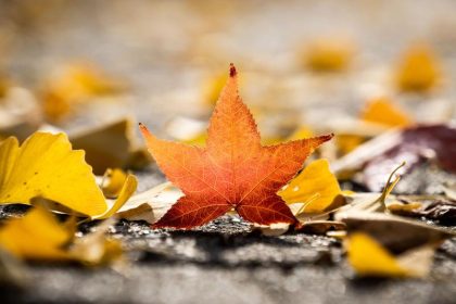 Herbst – Von Rainer Maria Rilke