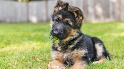 Nicht mehr Teil der Familie: Schäferhund Rocco von Besitzern für Baby verstoßen