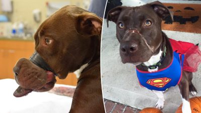 Hund mit zugeklebter Schnauze hat sich vollständig erholt, ist jetzt Maskottchen für Tierschutz