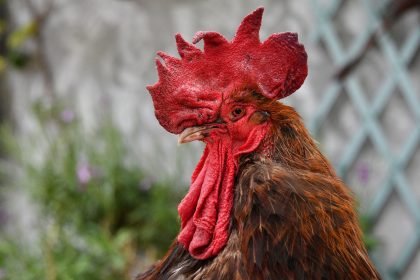 Urteil: Französischer Hahn Maurice darf weiter krähen – Kläger müssen 1000 Euro Entschädigung zahlen