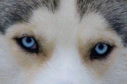 Unbekannte vergiften sechs Huskys in Göttingen