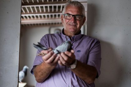 Rentner träumt von Rekordeinnahmen: Teuerste Brieftaube der Welt bekommt Nachwuchs