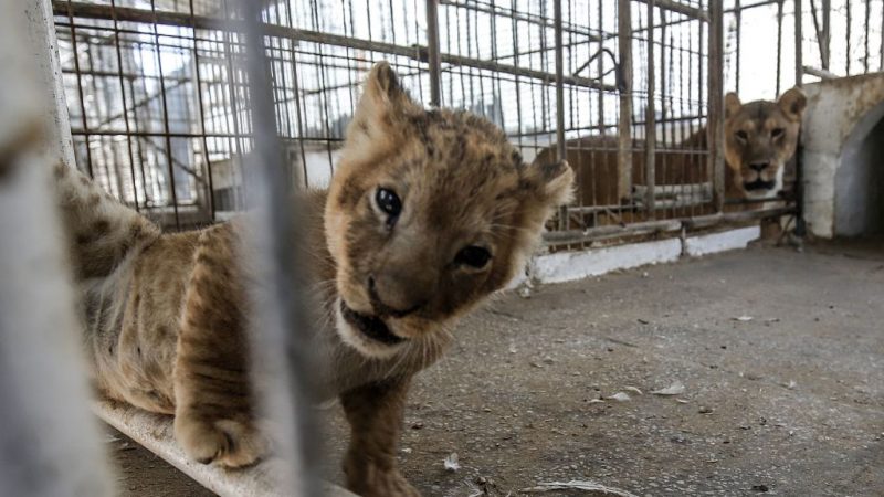 108 ausgemergelte Löwen aus „Zuchthaus“ in Südafrika gerettet – Nur für ihre Knochen gezüchtet