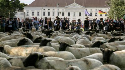 200 Schafe demonstrierten heute in Berlin – samt Schäfern