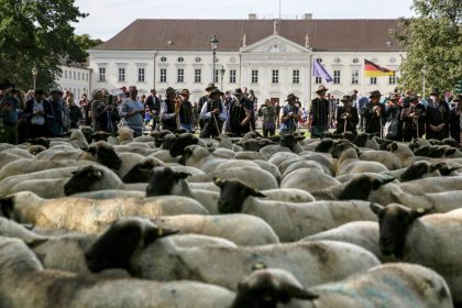 200 Schafe demonstrierten heute in Berlin – samt Schäfern