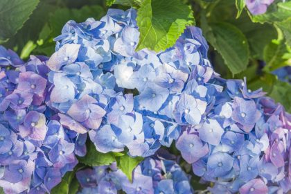 Blaue Hortensie – Von Rainer Maria Rilke