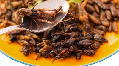 Warum wir alle Insekten essen sollen – in Snacks und Mehl und mehr