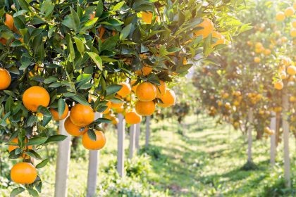 An eine Orange – Von Francisca Stoecklin
