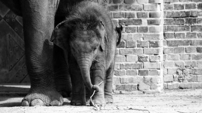 Elefantenbaby Bền Lòng ist tot – Trauer im Leipziger Zoo