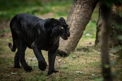 Die begehrteste Katze Frankreichs: Eingefangener Panther wurde nun aus Zoo gestohlen