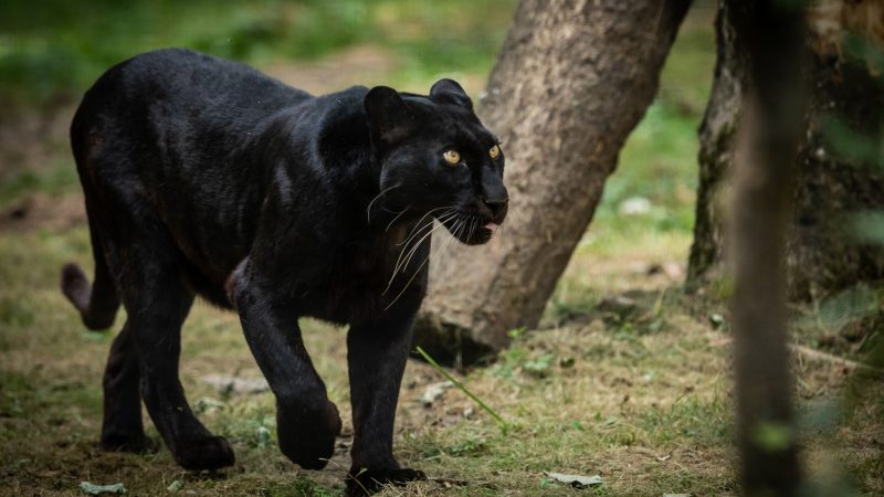 Die begehrteste Katze Frankreichs: Eingefangener Panther wurde nun aus Zoo gestohlen