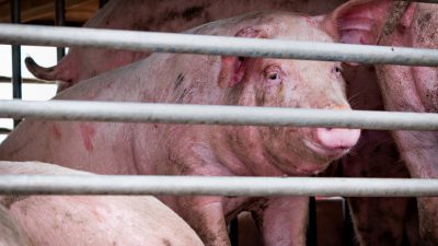 Schweinehalter befürchten Höfesterben