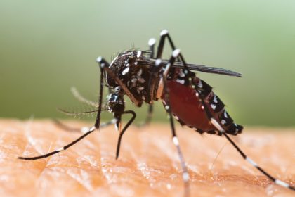 Forscher schlagen Alarm: Genmanipulierte Moskitos breiten sich in Brasilien aus