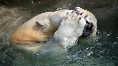 Die Eisbären sterben wegen des Klimawandels aus?