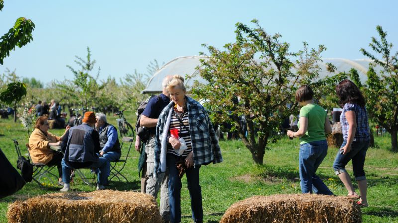 Obstbauern in Aufruhr: Stadt Werder (Havel) sagt Baumblütenfest für die nächsten beiden Jahre ab