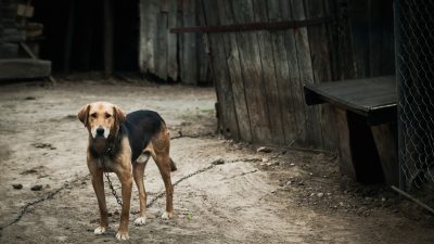 Für Menschen zu gefährlich: „Unnahbarem“ Hund die Beine gebrochen – zum Sterben angekettet
