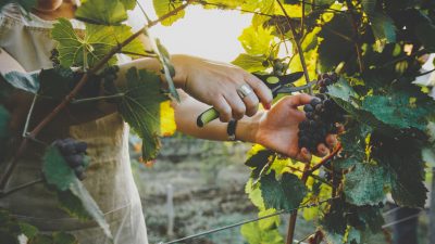 Deutschland: Weinlese hat begonnen – gute Qualität, bei weniger Ertrag