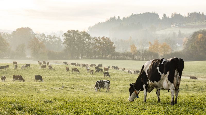 Wolfgang Vogel: „Ich spreche den Grünen aber jede Kompetenz für die Landwirtschaft ab“