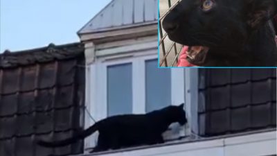 Kleinstadt-Sensation: Schwarzer Panther spaziert über die Dächer von Armentières (Video)