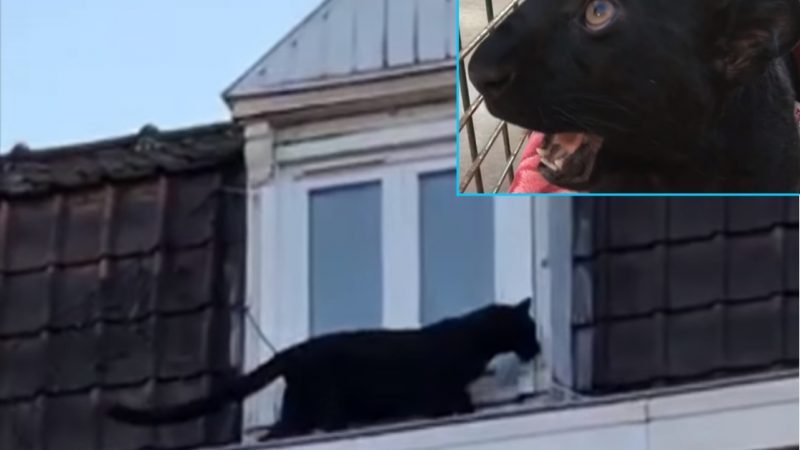 Kleinstadt-Sensation: Schwarzer Panther spaziert über die Dächer von Armentières (Video)