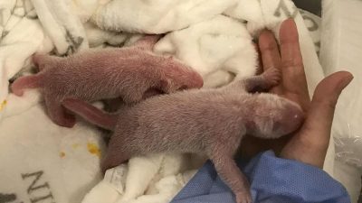 Zwei Panda-Babys im Berliner Zoo geboren