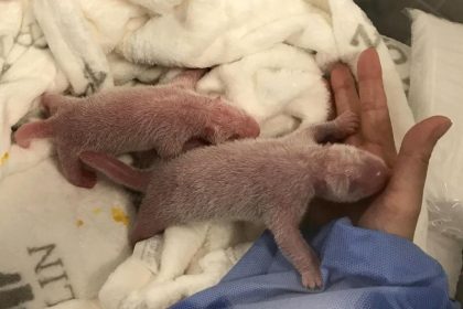 Zwei Panda-Babys im Berliner Zoo geboren