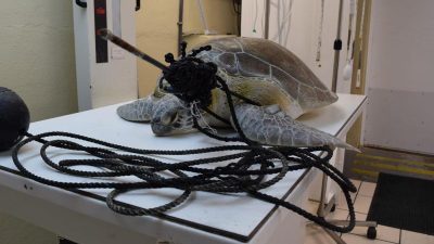 US-Tierklinik entfernt Speer aus Meeresschildkröte