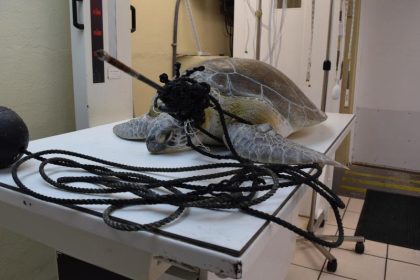 US-Tierklinik entfernt Speer aus Meeresschildkröte