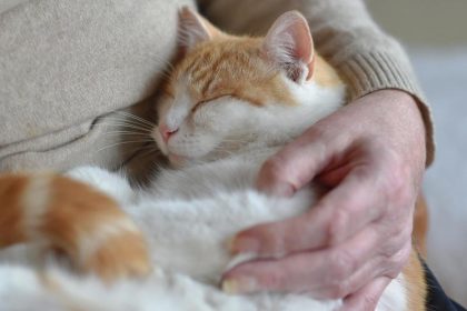 Katzen haben eine ähnliche Bindung zu ihrer Bezugsperson wie Kinder zu ihren Eltern