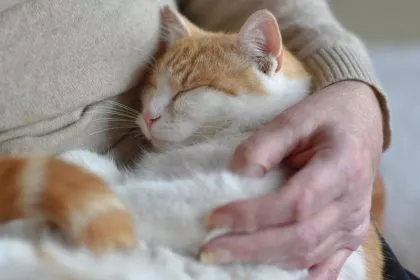 Katzen haben eine ähnliche Bindung zu ihrer Bezugsperson wie Kinder zu ihren Eltern