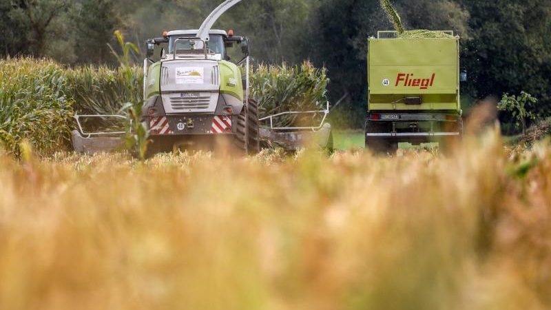 Deutsche Politik bremst Klimaschutz: „Agroforste“ trotz EU-Unterstützung nicht gefördert