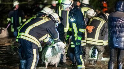 Mehr als 300 Schafe in Dortmund vor dem Ertrinken gerettet