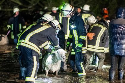 Mehr als 300 Schafe in Dortmund vor dem Ertrinken gerettet
