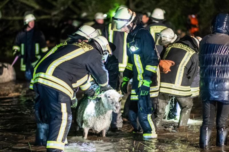 Mehr als 300 Schafe in Dortmund vor dem Ertrinken gerettet