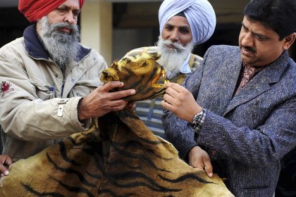 Indische Behörden nehmen einen der meistgesuchten Wilderer fest