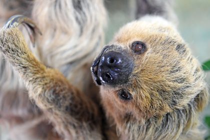 Langsam und stetig macht das Rennen: Paula ist das älteste Faultier der Welt