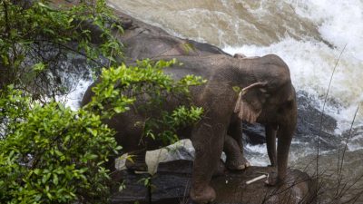 Sechs Elefanten ertrinken in Wasserfall in thailändischem Nationalpark, zwei wurden gerettet