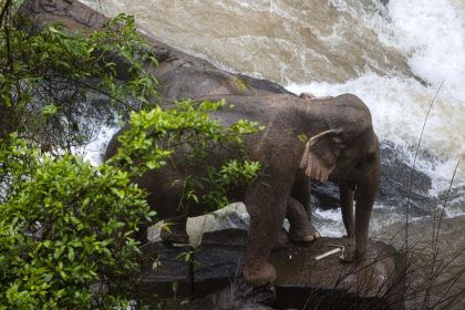 Sechs Elefanten ertrinken in Wasserfall in thailändischem Nationalpark, zwei wurden gerettet