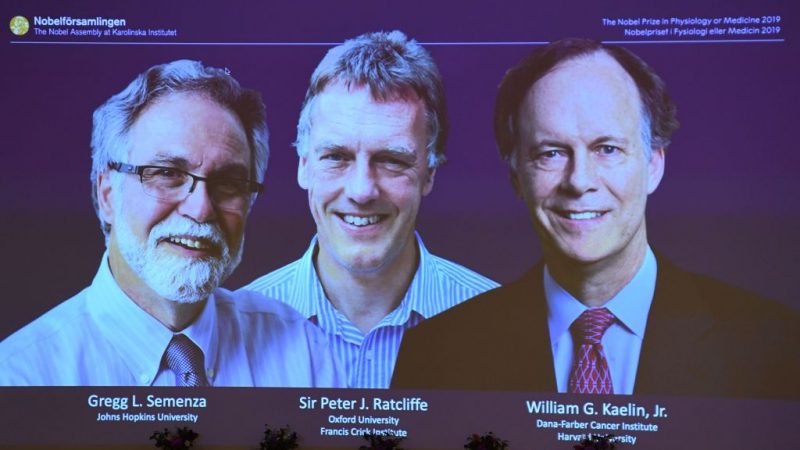 Medizin-Nobelpreis geht 2019 an zwei Amerikaner und einen Briten