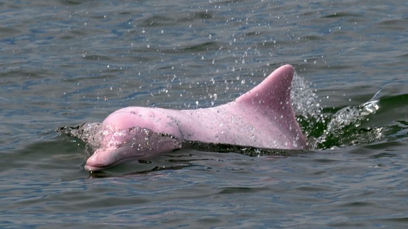 Rosa Delfin-Mama mit ihrem ebenso rosafarbenem Baby entdeckt