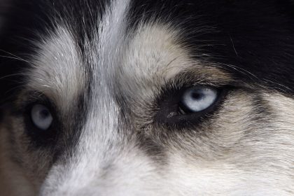 Wolfshund Wiley schluchzt am Grab seines Frauchens – Ihren Tod konnte der Hund kaum überwinden