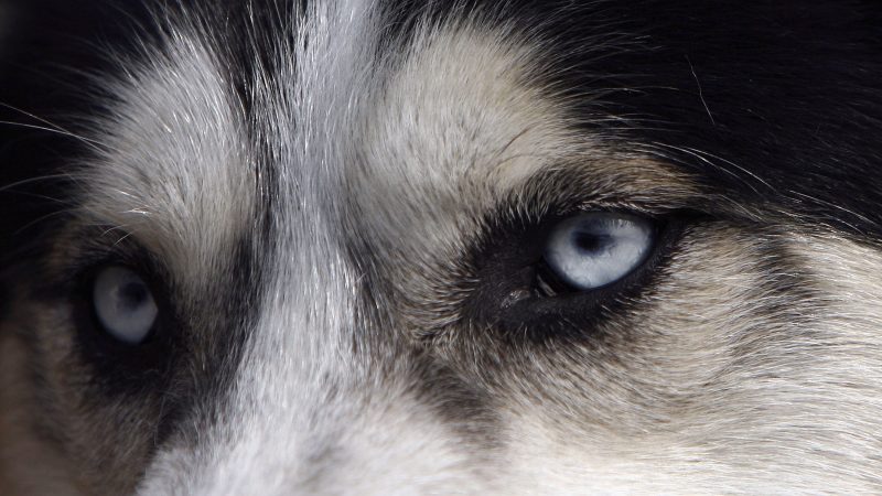Wolfshund Wiley schluchzt am Grab seines Frauchens – Ihren Tod konnte der Hund kaum überwinden