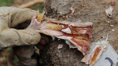 Neue Studie belegt: prähistorische Menschen aßen Knochenmark wie Dosensuppe