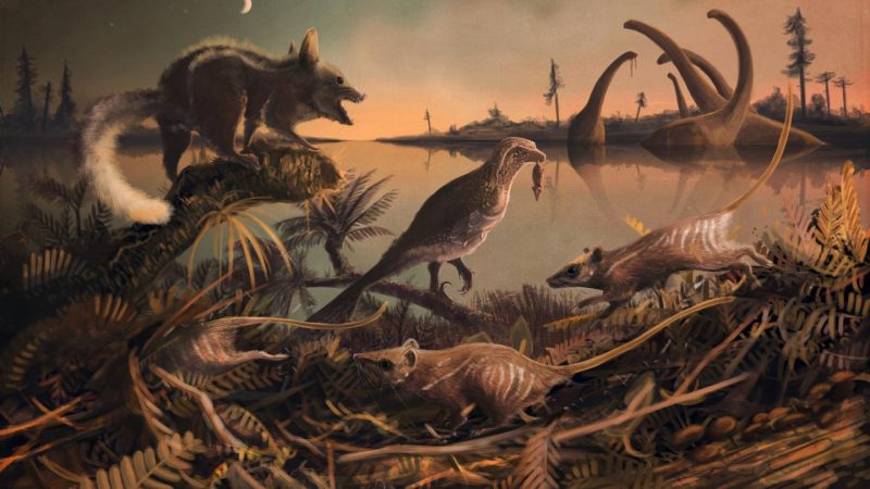 Britischer Student entdeckt 145 Millionen Jahre alte „Ratten“-Zähne