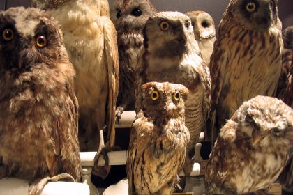 Studie: Weibchen bei ausgestopften Tieren in Museen unterrepräsentiert