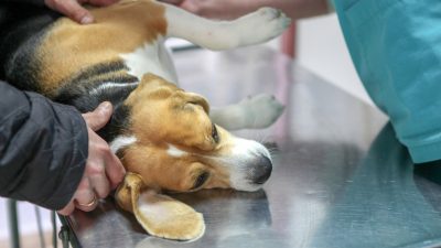 Ermittlungen aufgenommen: Schweizer Biotech-Firma lässt Hunde bei Hamburg vergiften