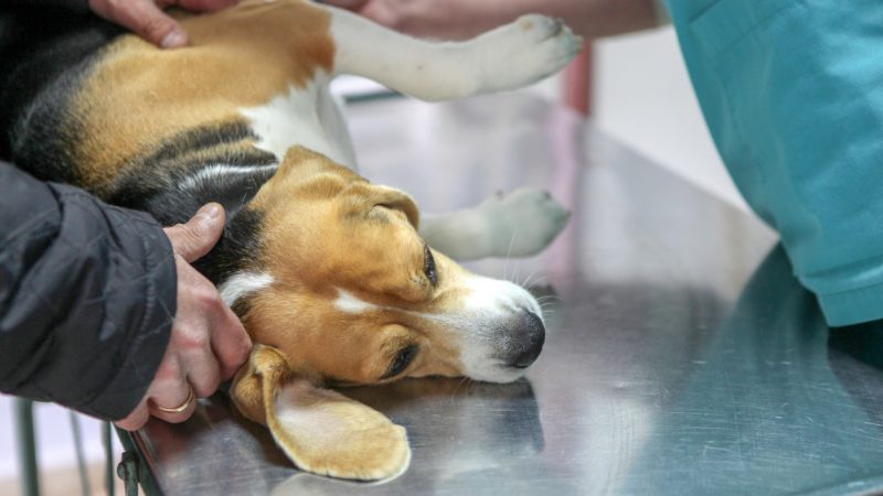 Ermittlungen aufgenommen: Schweizer Biotech-Firma lässt Hunde bei Hamburg vergiften
