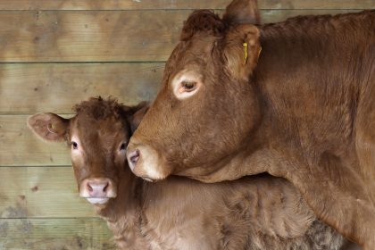 Neugeborene gehören an die Euter – Natürliche Milchviehwirtschaft fristet Nischendasein