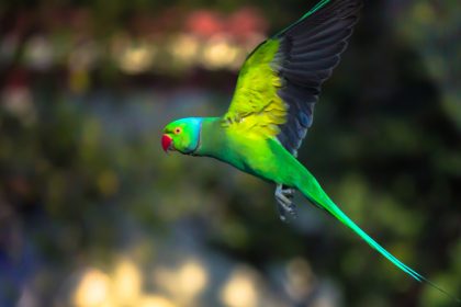Hungernd und zusammengepfercht – 550 Vögel von illegalem Tiermarkt in Indien gerettet