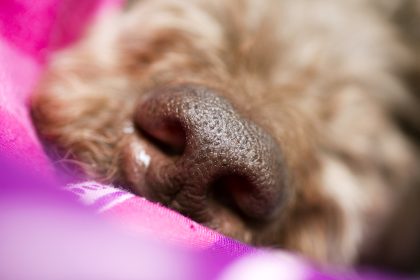 Welpe mit zugeklebter Schnauze von Brücke geworfen – Verängstigter Hund sollte im Wasser sterben